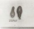 Click for 1 image(s) for this accession. FRUIT